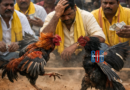 sankranti-cockfighting-losses-tdp-andhra