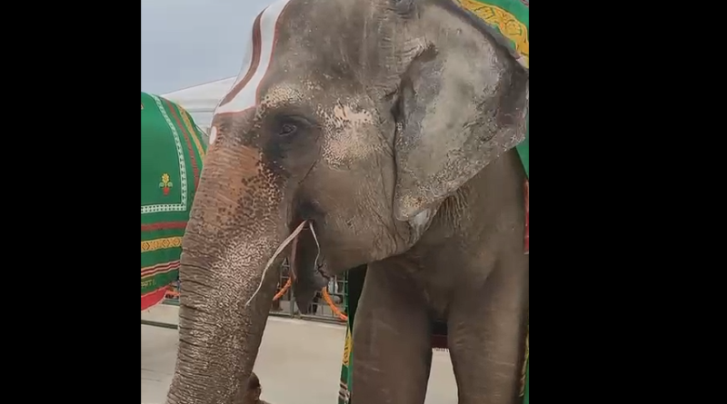 free-darshanam-in-tirupathi