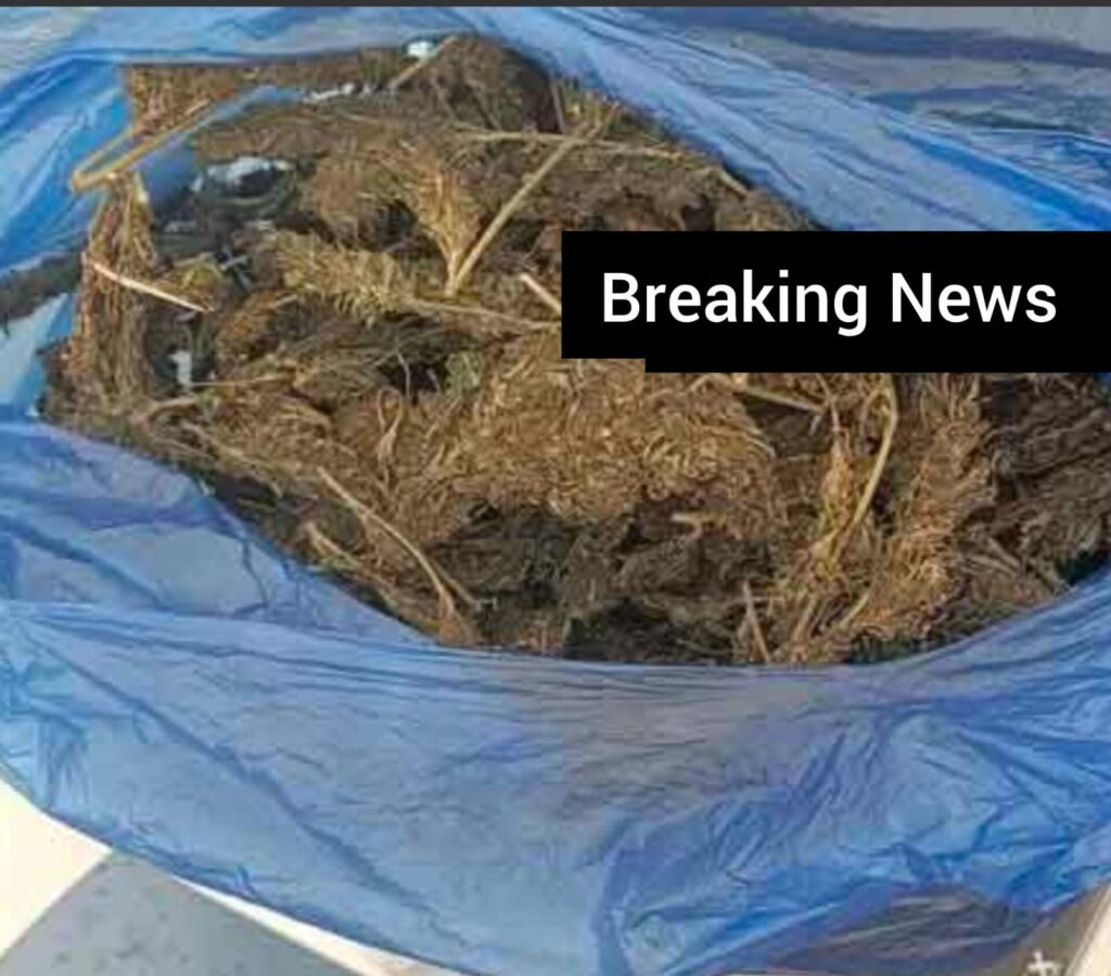 hydroponic-cannabis-seized-shamshabad-airport