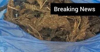 hydroponic-cannabis-seized-shamshabad-airport