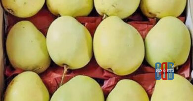 banganapalli-mango-price-amaravati