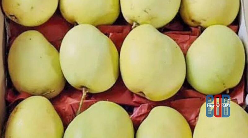 banganapalli-mango-price-amaravati