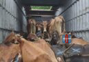 bhadrachalam-police-seize-container-carrying-cows