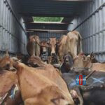 bhadrachalam-police-seize-container-carrying-cows