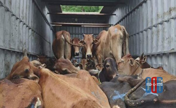 bhadrachalam-police-seize-container-carrying-cows