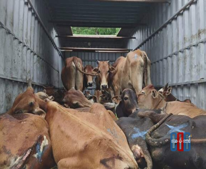 bhadrachalam-police-seize-container-carrying-cows