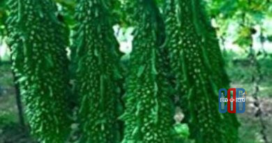 Bitter gourd juice health benefits for diabetes and weight loss