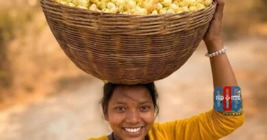 Ippa flowers used for traditional liquor preparation by tribal communities
