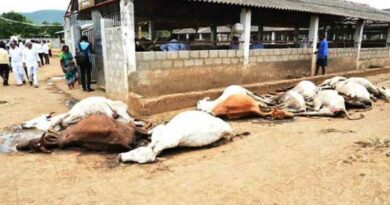 10 cows die under suspicious circumstances in Ranga Reddy district, probe underway
