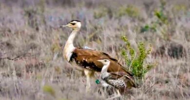 Great Indian Bustard chick passes 40-day critical stage of survival in Gujarat