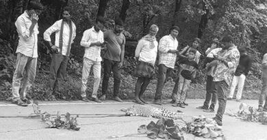 Leopard killed after being hit by unidentified vehicle in Medak district