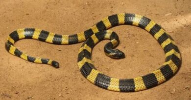 Jharkhand: Snake bites 4 students in school hostel, one dead