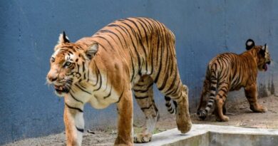 Bandhavgarh Tiger Reserve marks International Tiger Day with conservation awareness programmes