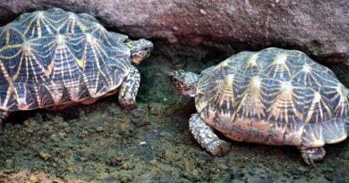 Man arrested in UP’s Kanpur with 171 protected Indian Roofed Turtles