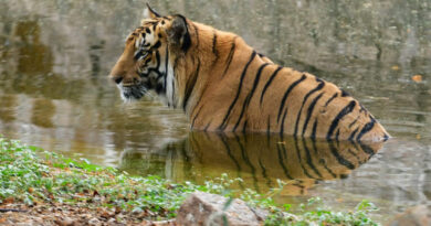 Translocated tiger released into open forest recently in Rajasthan adapts to the wild
