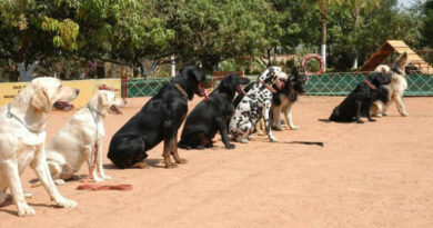 Educational institutions turn to narcotics detection dogs to keep campuses drug-free