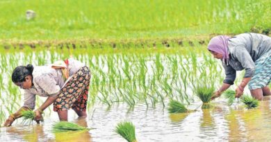 Andhra logs record paddy procurement under NDA reforms: Nadendla Manohar