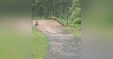 Electricity employees climb pole to save lives from tiger in Maharashtra