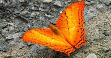 Dehing Patkai home to 165 butterfly species, including 37 endangered ones: Sarma
