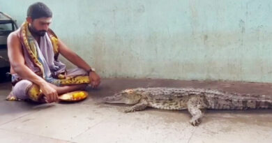 Close encounter: Crocodile surfaces at Beechupally pushkar ghat, priest performs puja