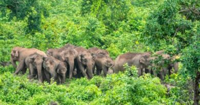 Plantation worker killed in wild elephant attack in Kerala’s Idukki