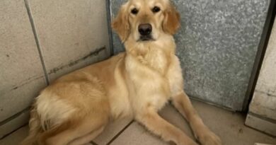 Ahmedabad registers nearly 20,000 pet dogs; Labradors remain the city’s most popular breed