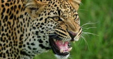UP: Leopard captured in Dudhwa buffer zone