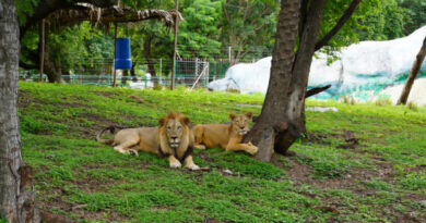 Nehru Zoo celebrates World Lion Day, highlights lion conservation