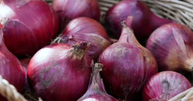 Centre announces Rs 35 per kg onion sale in Delhi amid price rise