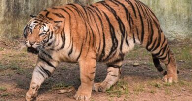 TN tiger attack case: Political parties, traders give two-day strike call in Gudalur