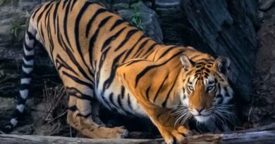 Buffaloes turn saviours, chase tigress away after attack on owner in MP’s Bandhavgarh