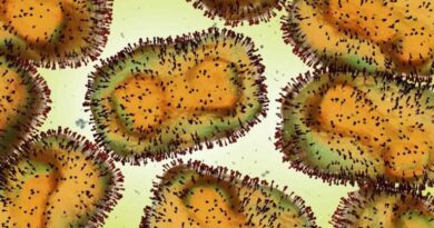 Gujarat reports 22 child deaths linked to Chandipura virus