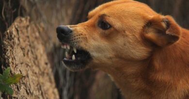 Stray dogs kill 10 sheep, injure five in Siddipet
