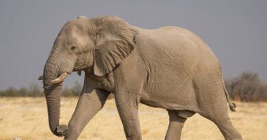 Elephant habitats, corridors being systematically destroyed, will to preserve absent: Ramesh