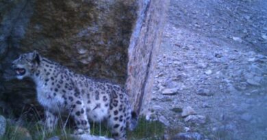 Ladakh to launch India’s first high-altitude wildlife safari for snow leopard tourism