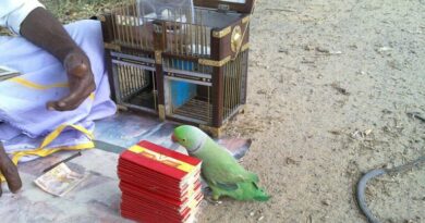 Three rose-ringed parakeets rescued by Tirupati Forest Division