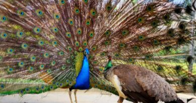  India donates five peacocks to UN Geneva, reviving decades-old tradition  