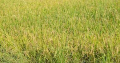 TN farmers seek govt help as wild rice weed spreads across paddy fields in Kanyakumari