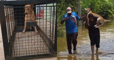 NGOs rescue over 200 animals from Veligonda project displacement areas