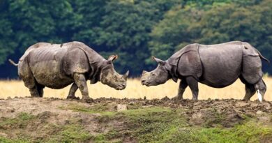Assam hosts 80 pc of world’s rhinos, zero poaching: Himanta Sarma