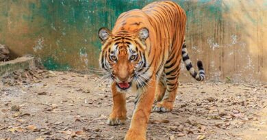 Biodiversity boost: Tiger travels over 400 km in Maharashtra