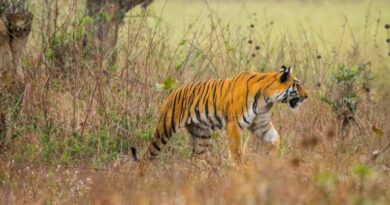 Three-year-old tigress killed in road accident in Maharashtra