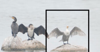 Rare leucistic great cormorant spotted at Ameenpur Lake