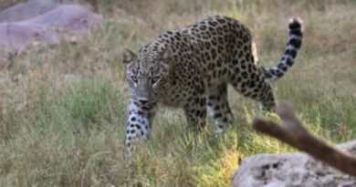 Suspected leopard attack leaves 16 sheep dead, 17 injured in Budgam