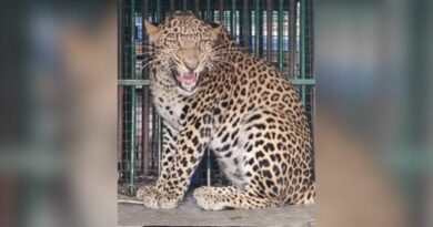 Leopard strays into public garden in Rajasthan’s Kota, rescued after 3-hour op