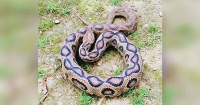 Russell’s viper found at government residential school in Siddipet