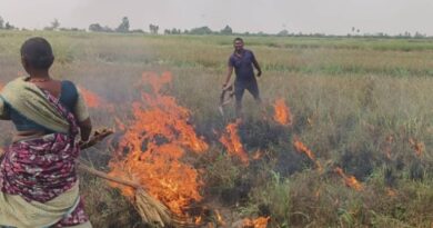 Paddy crop dries up before harvest; Gadwal farmer sets fields ablaze