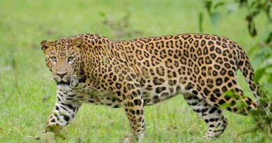 Hyderabad: Man booked for circulating AI-generated leopard photo in Fathullaguda