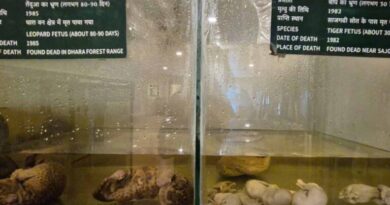 Teddy tigers and preserved embryos: Museum in Corbett tries to keep them ‘alive’