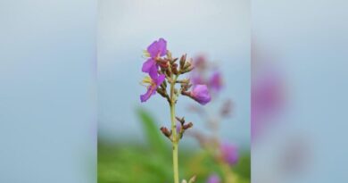 Researchers identify new flowering plant species in Assam’s Manas National Park
